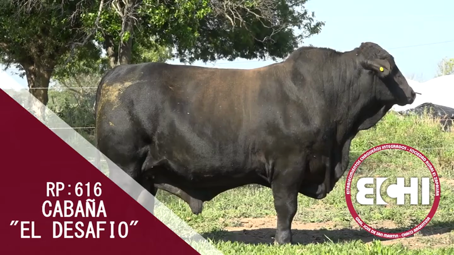 Lote TORO BRANGUS CABAÑA EL DESAFIO
