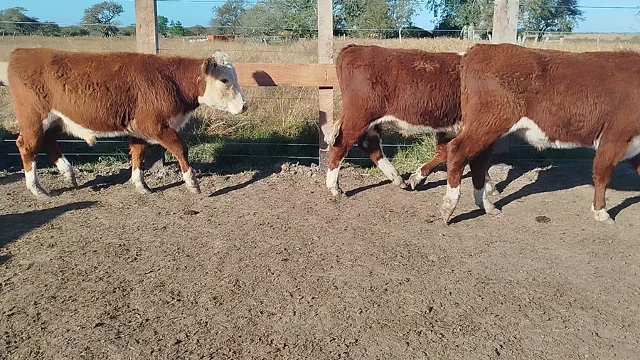 Lote 13 Novillitos en Corrientes, Curuzú-Cuatiá