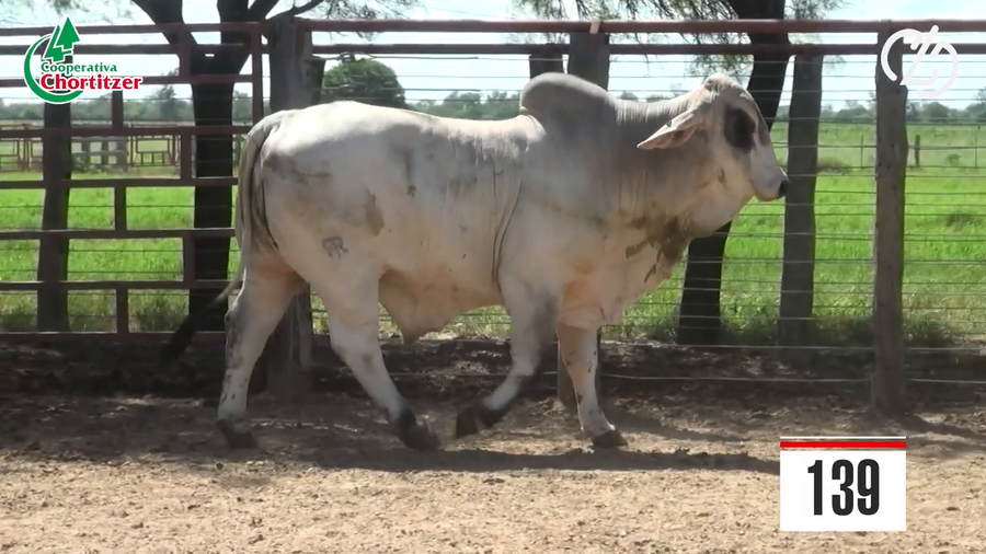 Lote Brahman