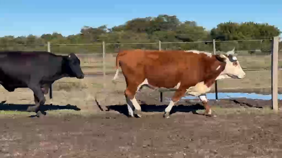 Lote 75 Vacas preñadas
