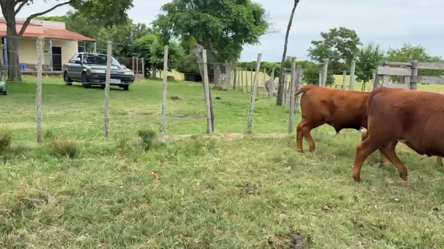 Lote TERNEROS Y TERNERAS