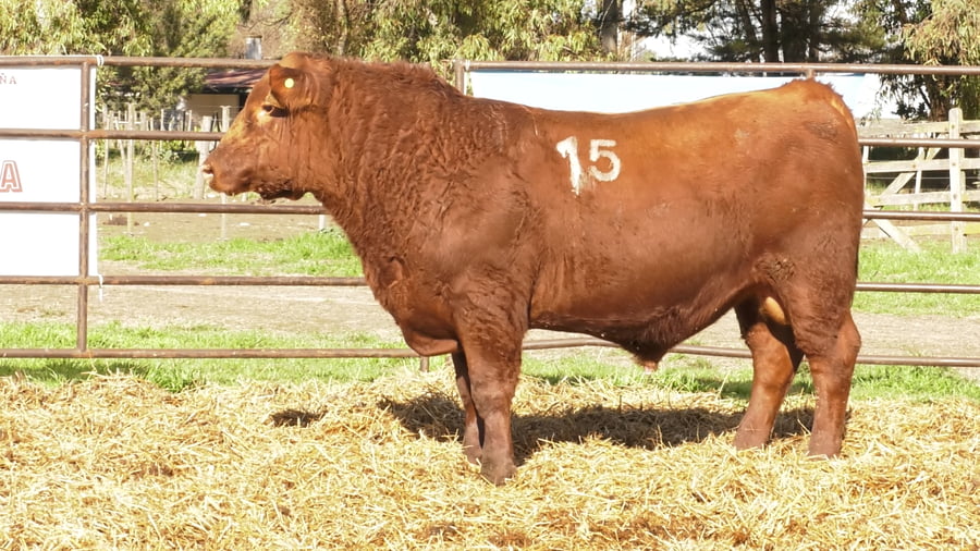 Lote TOROS ANGUS COLORADOS PC