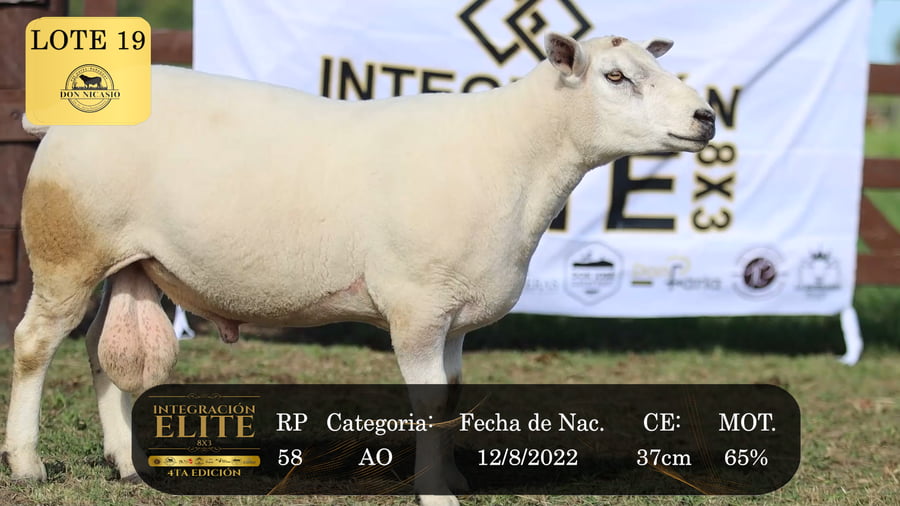 Lote LOTE 19