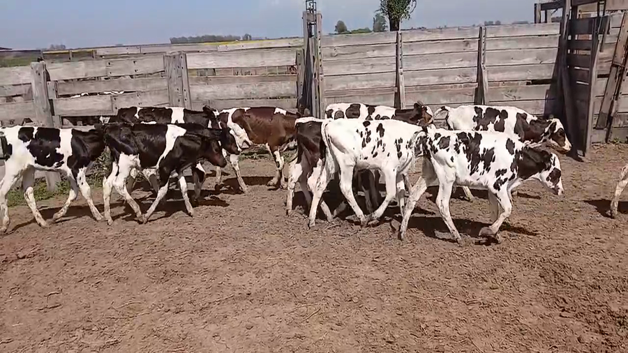 Lote 15 Terneros Holando
