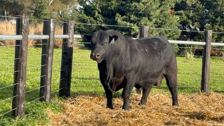 Lote TOROS ABERDEEN ANGUS PP