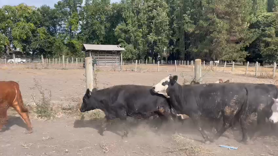 Lote 50 Vaquilla Gorda en Los Ángeles, VIII Región Biobío