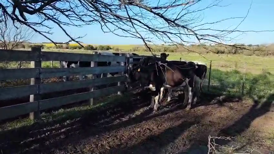 Lote 3 Vaquillonas Proximas a remate en Pantalla Camy, San José