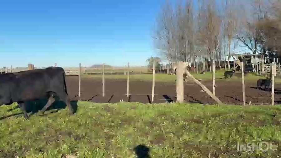 Lote 35 Vacas usadas preñadas