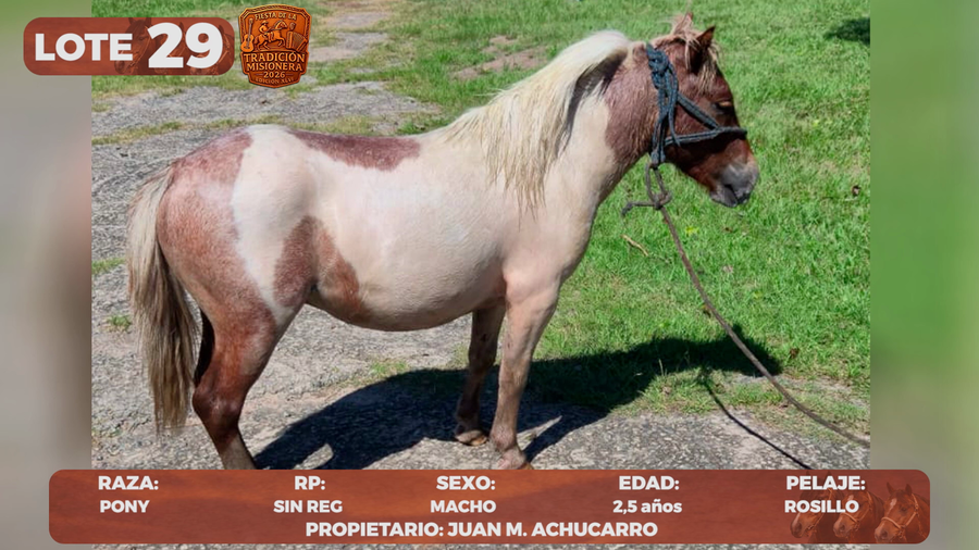 Lote LOTE 29
