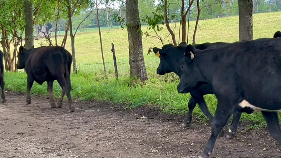 Lote 18 Novillo Engorda en X Región Los Lagos, Río Negro