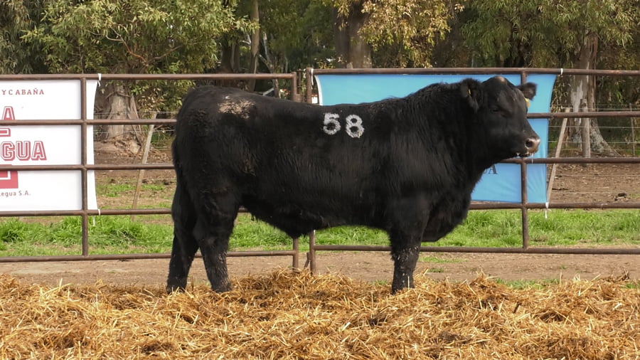 Lote TOROS ANGUS NEGROS PC