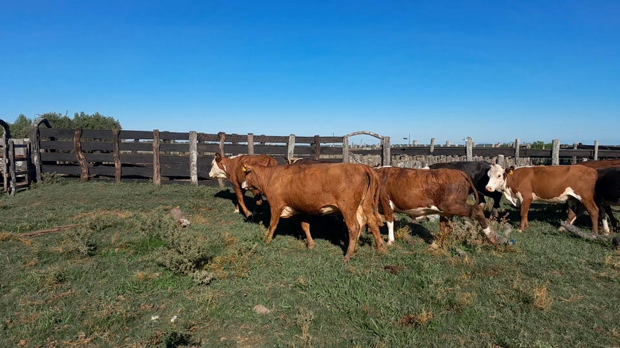 Lote 20 Vaquillonas C/ gtia de preñez en Corrientes, Curuzú-Cuatiá