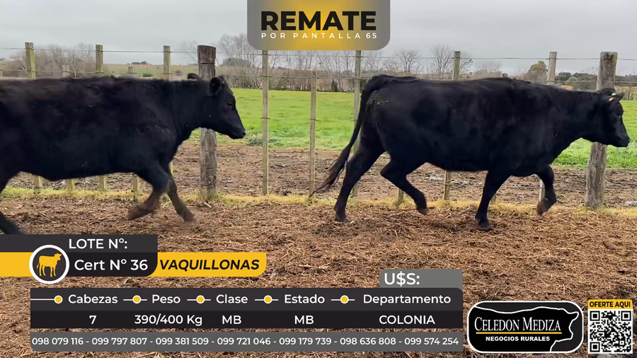 Lote 7 Vaquillonas  en La Horqueta, Colonia