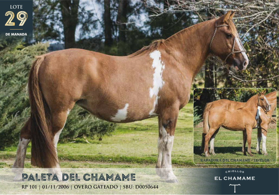 Lote PALETA DEL CHAMAME