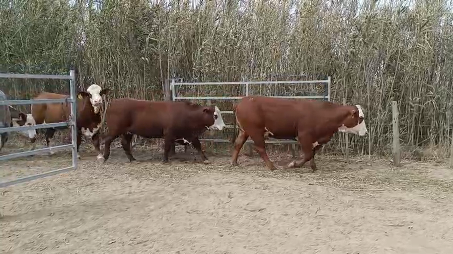 Lote 25 Vaquillonas Britanicas preñadas en San Francisco, Córdoba