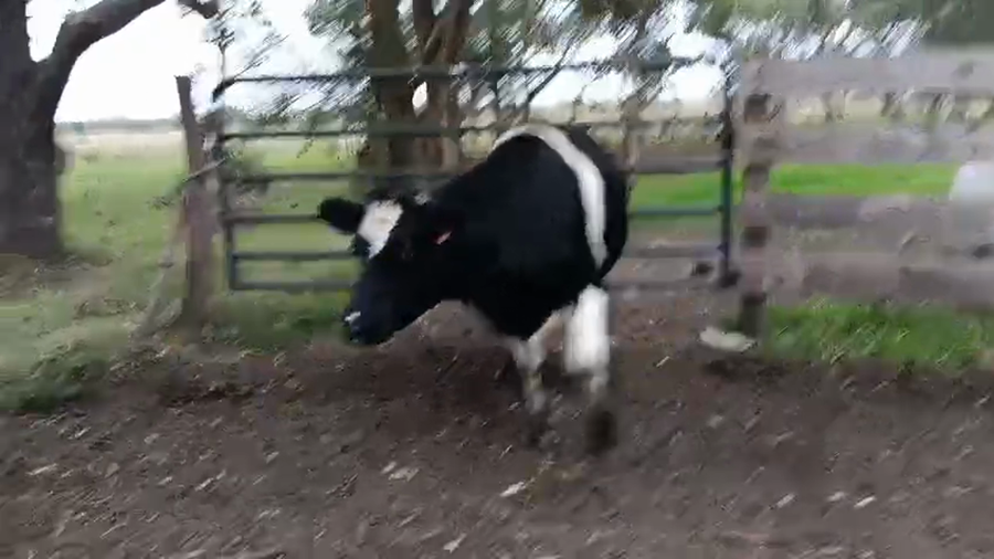 Lote Vaquillonas  a remate en Pantalla Especial de Otoño, San José