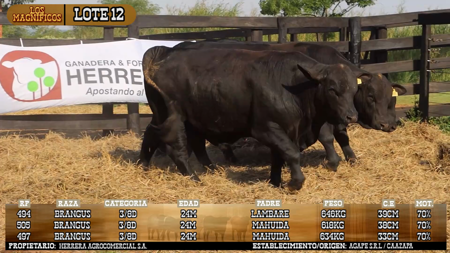 Lote LOTE 12 - VIVO