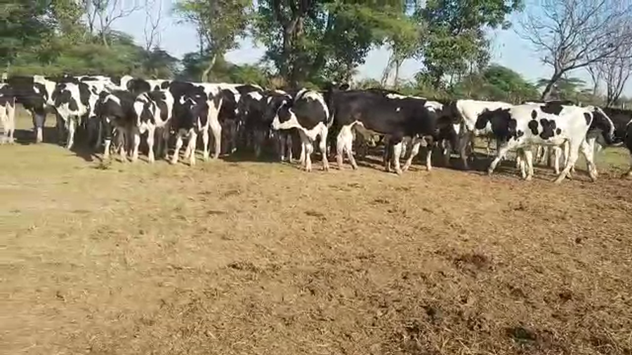 Lote 60 Novillitos Holando Argentino en Col. Bicha, Santa Fe