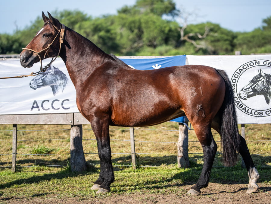 Lote YAFUCOY POLAINA