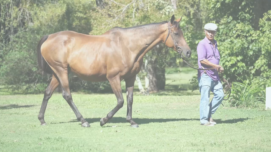 Lote DECLARATORIA  (EQUAL STRIPES - DANCER SWEET )  Preñez por A DIFFERENT STYLE