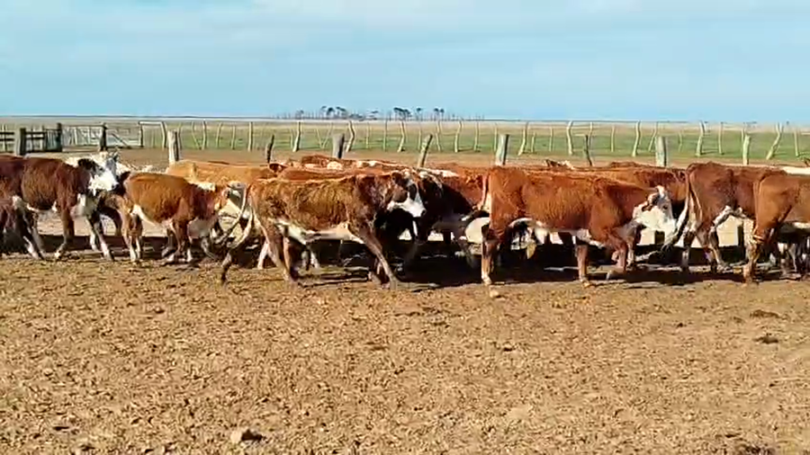 Lote 110 Novillitos