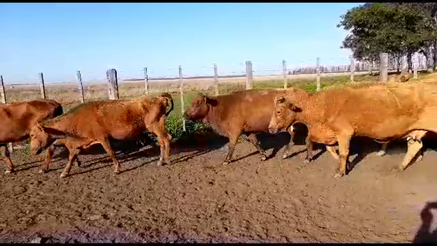 Lote 15 Vacas de invernar en Virasoro, Corrientes