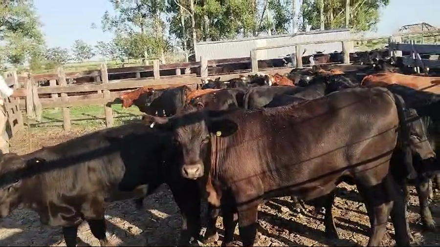 Lote 70 Terneros/as