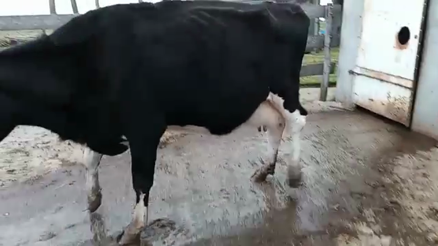 Lote Vacas de Invernada HOLANDO a remate en PANTALLA CAMY 500kg - , San José