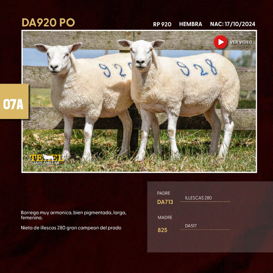 Lote 2 Borregas a remate en Texel Don Amilcar y Villa Olivar, Cerro Largo