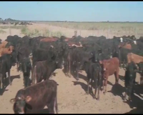 Lote 240 Terneras en Tintina, Santiago del Estero