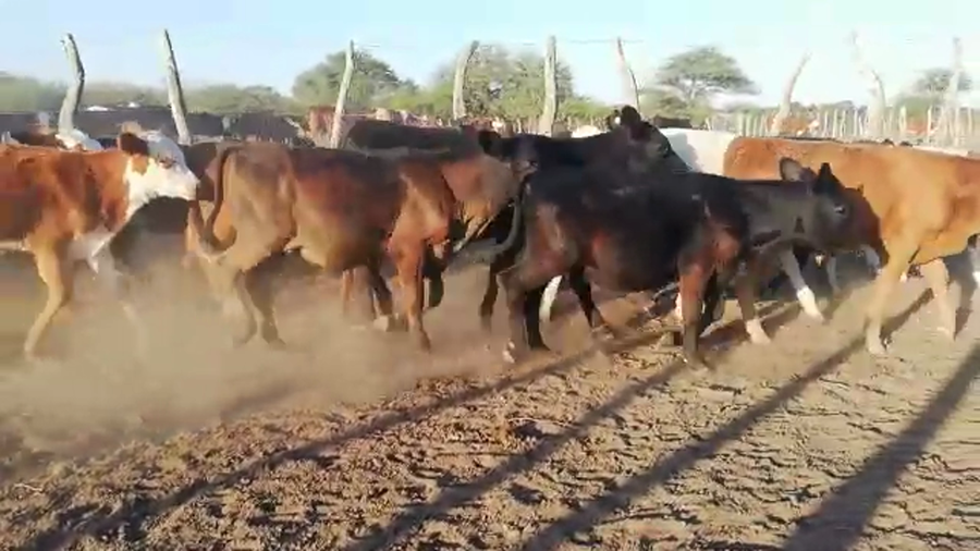 Lote 130 Terneros/as en Concordia, Entre Ríos