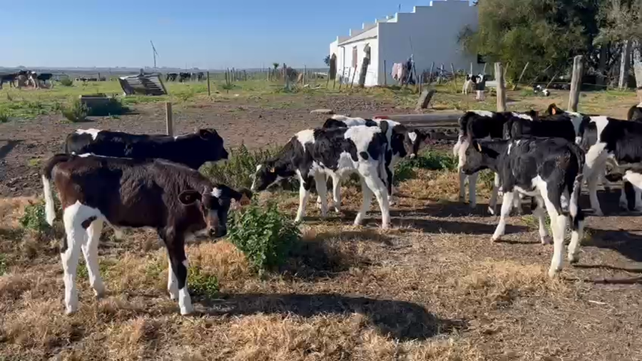 Lote 13 Terneros Holando a remate en Pantalla Camy  70kg -  en Berrando