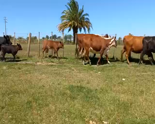 Lote Piezas de Cría