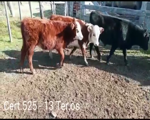 Lote (Vendido)13 Terneros 3AA - 8AA/ NO - 1 NO a remate en Remate virtual de Coco Morales & Asoc. 145kg -  en Cuchilla del Perdido a 17km de Cardona por camino vecinal.