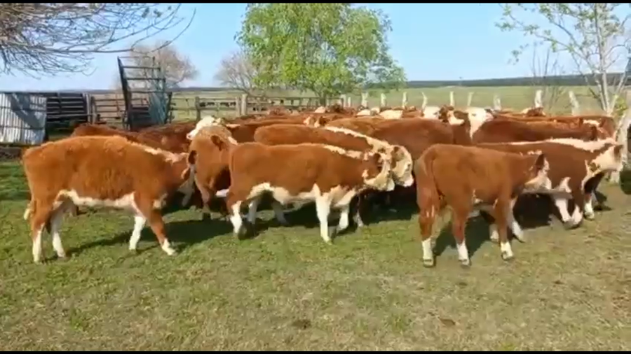 Lote 70 Terneros en Federal, Entre Ríos