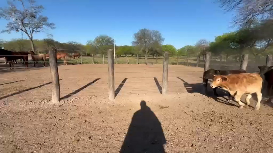 Lote 100 Terneros/as en Chaco, Pampa del Indio