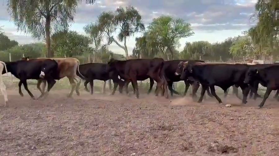 Lote 40 Terneros/as en La Banda, Santiago del Estero