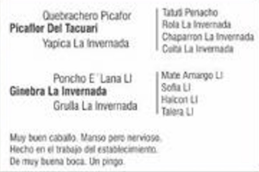 Lote MACHO REFUGADO ROSILLO