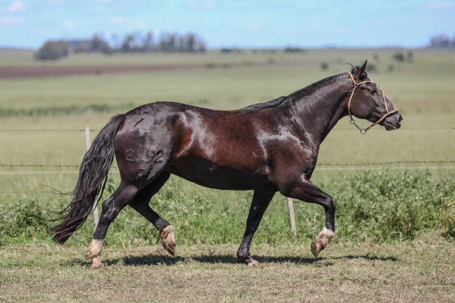 Lote DEL SILENCIO DAGA SOL