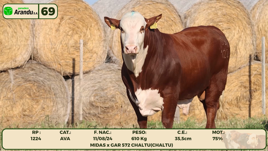 Lote LOTE 69