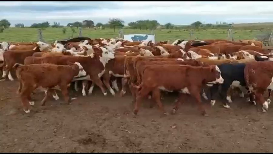 Lote 75 Terneros/as en Mte. Caseros, Corrientes