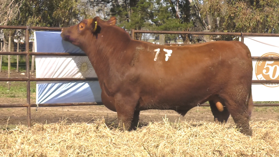 Lote TOROS ANGUS COLORADOS PC