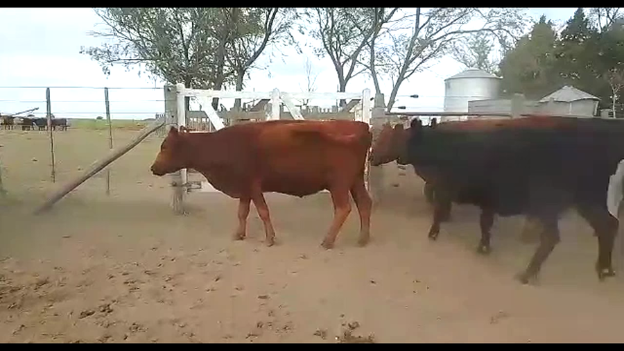 Lote 10 VACAS PREÑADAS - CUT