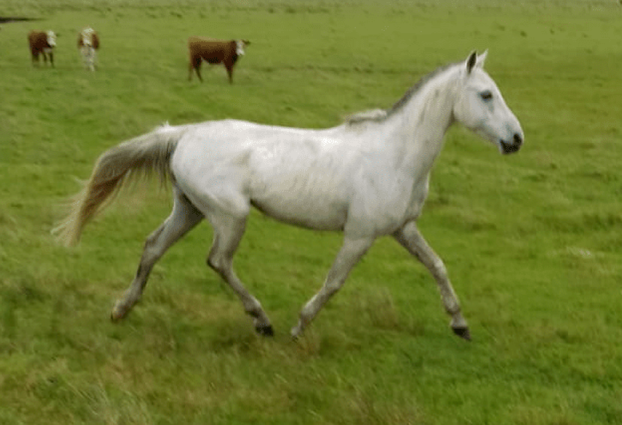 Lote ANGLO ARABES DEPORTIVOS