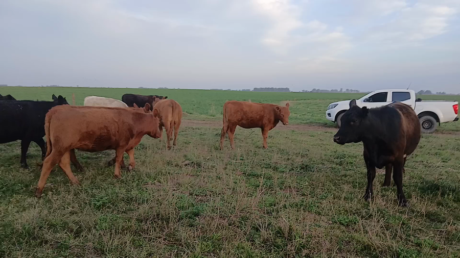 Lote 18 Vaquillonas P/ entorar