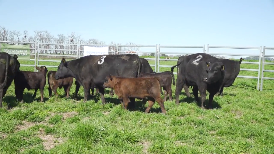 Lote Vacas con Cria ANGUS
