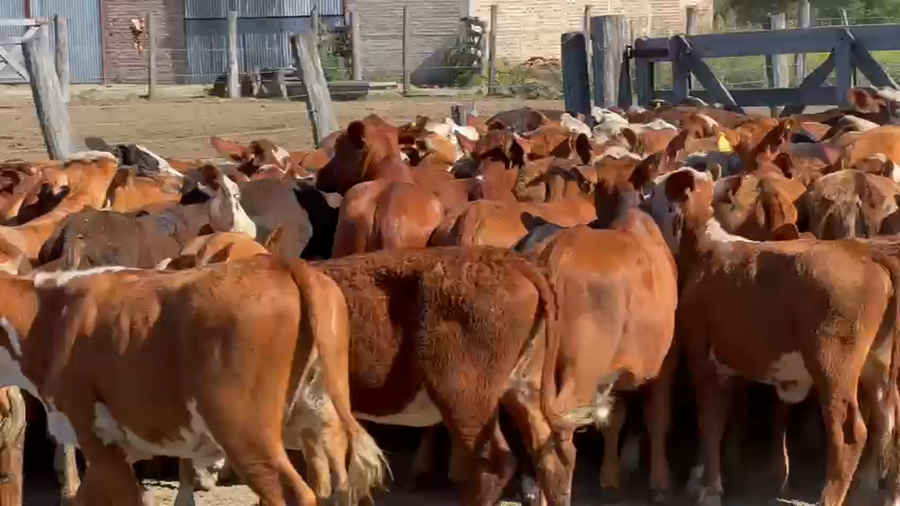 Lote 120 Terneros/as en Santa Fe, Los Amores
