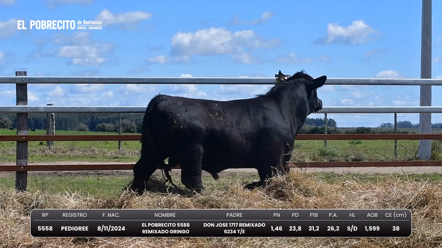 Lote Toros Angus