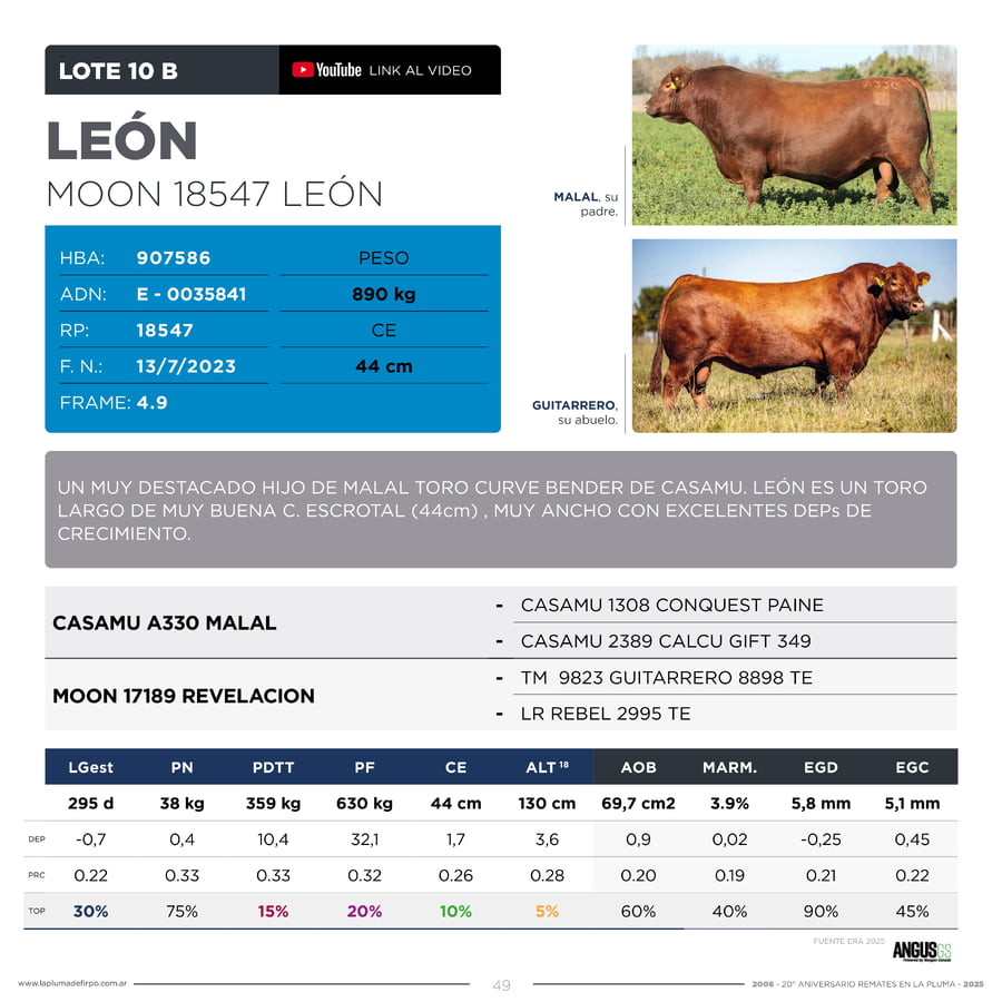 Lote RP 18547 - TOROS PP ELITE