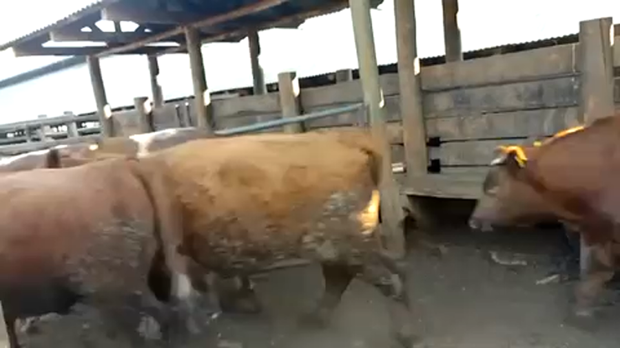 Lote 45 Novillo Gordo en Chillán, XVI Región Ñuble